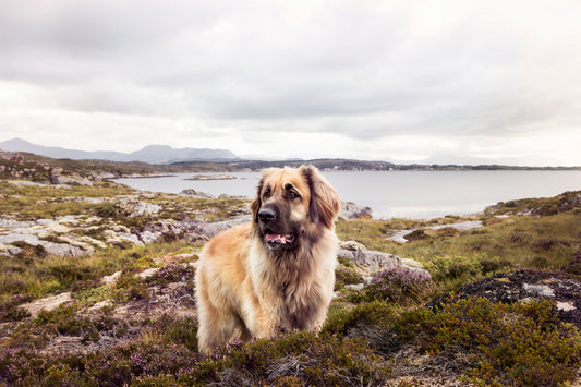 The Leonberger: A Majestic and Gentle Giant