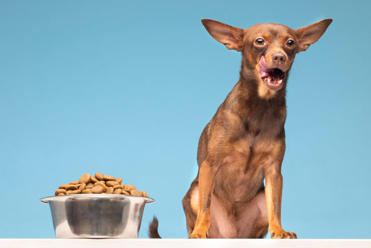 5 Tips for Choosing the Right Food for Your Dog