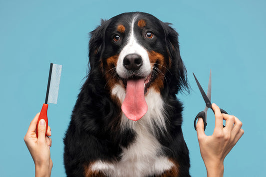 The Importance of Dog Grooming: Tips for Keeping Your Furry Friend Healthy and Happy