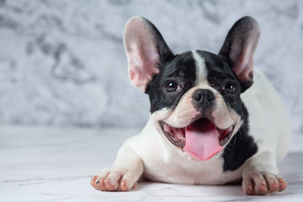 French Bulldogs: The Adorable and Loyal Companion Dogs