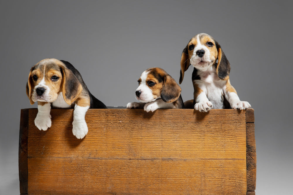 Beagle Dog: Everything You Need to Know