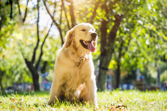 Golden Retrievers: The Beloved Family Pet