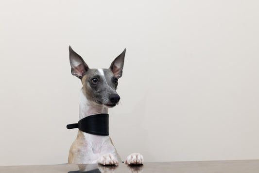 Whippet Dogs: An Elegant and Graceful Breed with a Gentle Nature